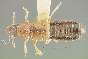 Media type: image;   Entomology 24074 Aspect: habitus dorsal view